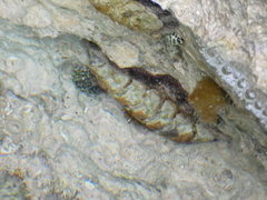 Acanthopleura granulata