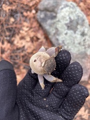 Astraeus hygrometricus