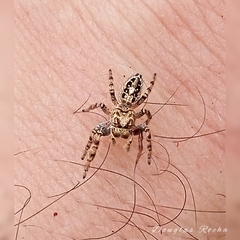 Metaphidippus smithi