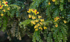 Paubrasilia echinata