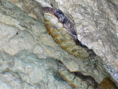 Acanthopleura granulata