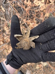 Astraeus hygrometricus