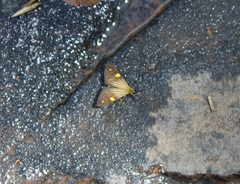 Phaeochlaena lampra