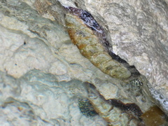 Acanthopleura granulata