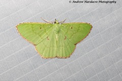 Ornithospila submonstrans