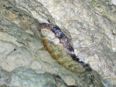 Acanthopleura granulata