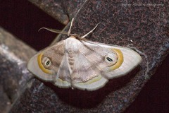 Problepsis achlyobathra