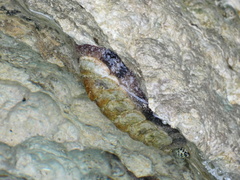 Acanthopleura granulata