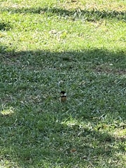 Sporophila torqueola