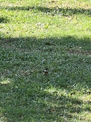 Sporophila torqueola