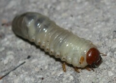 Oryctes nasicornis corniculatus