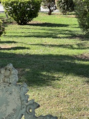 Sporophila torqueola