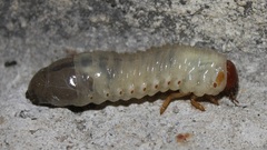 Oryctes nasicornis corniculatus