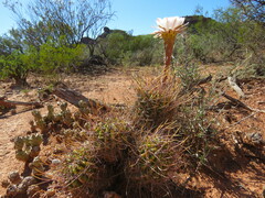 Echinopsis leucantha
