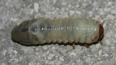 Oryctes nasicornis corniculatus