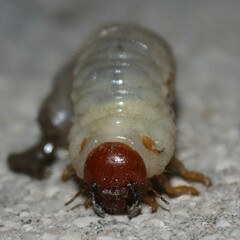 Oryctes nasicornis corniculatus