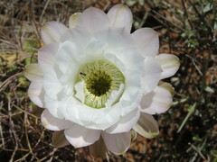 Echinopsis leucantha