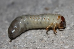 Oryctes nasicornis corniculatus