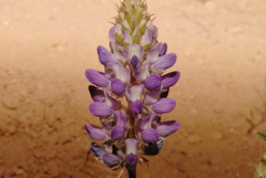 Lupinus lepidus sellulus