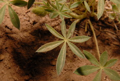 Lupinus lepidus sellulus