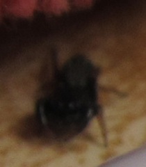Metacyrba