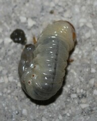 Oryctes nasicornis corniculatus