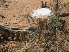 Echinopsis leucantha