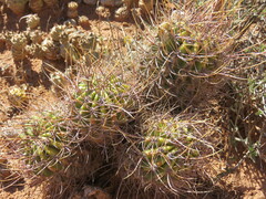 Echinopsis leucantha