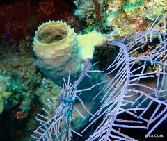 Callyspongia aculeata