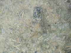 Neritoidea