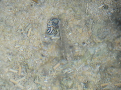 Neritoidea
