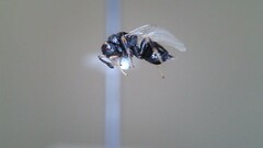 Eurytominae