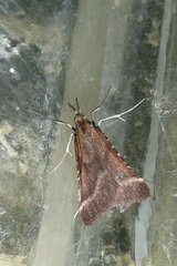 Synaphe punctalis