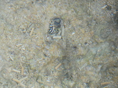 Neritoidea