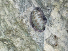 Acanthopleura granulata