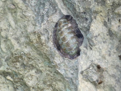 Acanthopleura granulata
