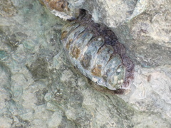 Acanthopleura granulata