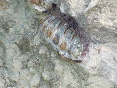 Acanthopleura granulata