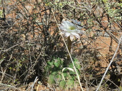 Echinopsis leucantha