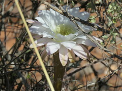 Echinopsis leucantha