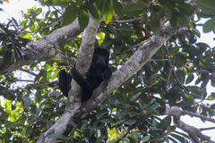 Alouatta caraya