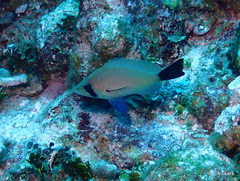 Hypoplectrus providencianus