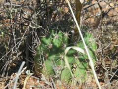 Echinopsis leucantha