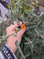Sphaeralcea