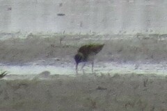 Calidris falcinellus