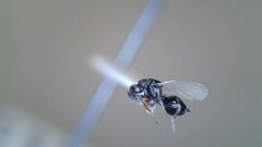 Eurytominae