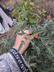 Sphaeralcea