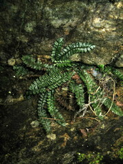 Polystichum lanceolatum