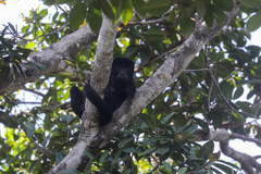 Alouatta caraya