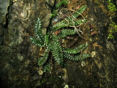 Polystichum lanceolatum
